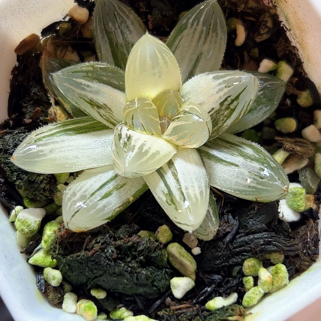 霓虹灯锦十二卷多肉植物