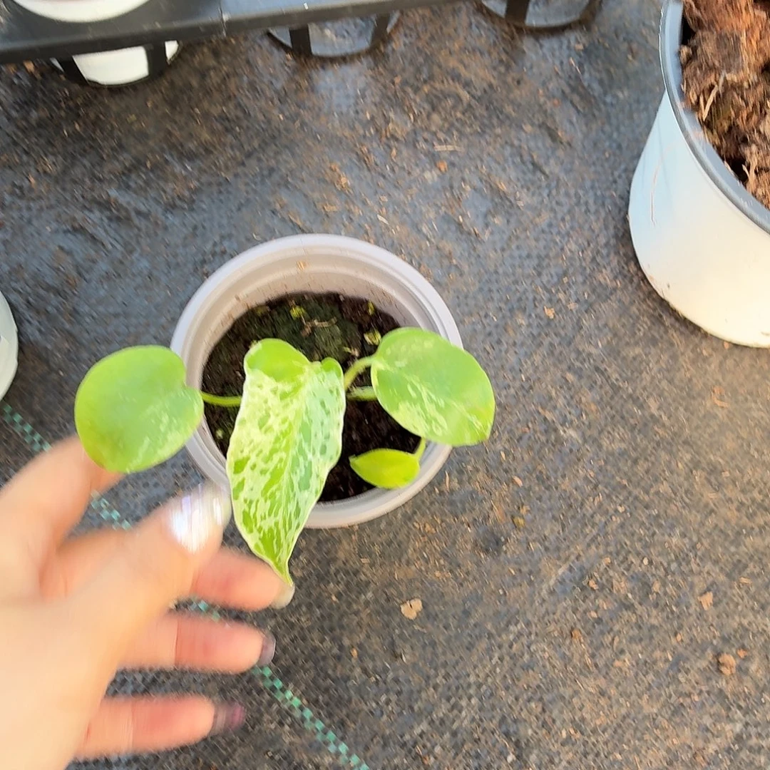 完全开放小妙蛙完全开放111