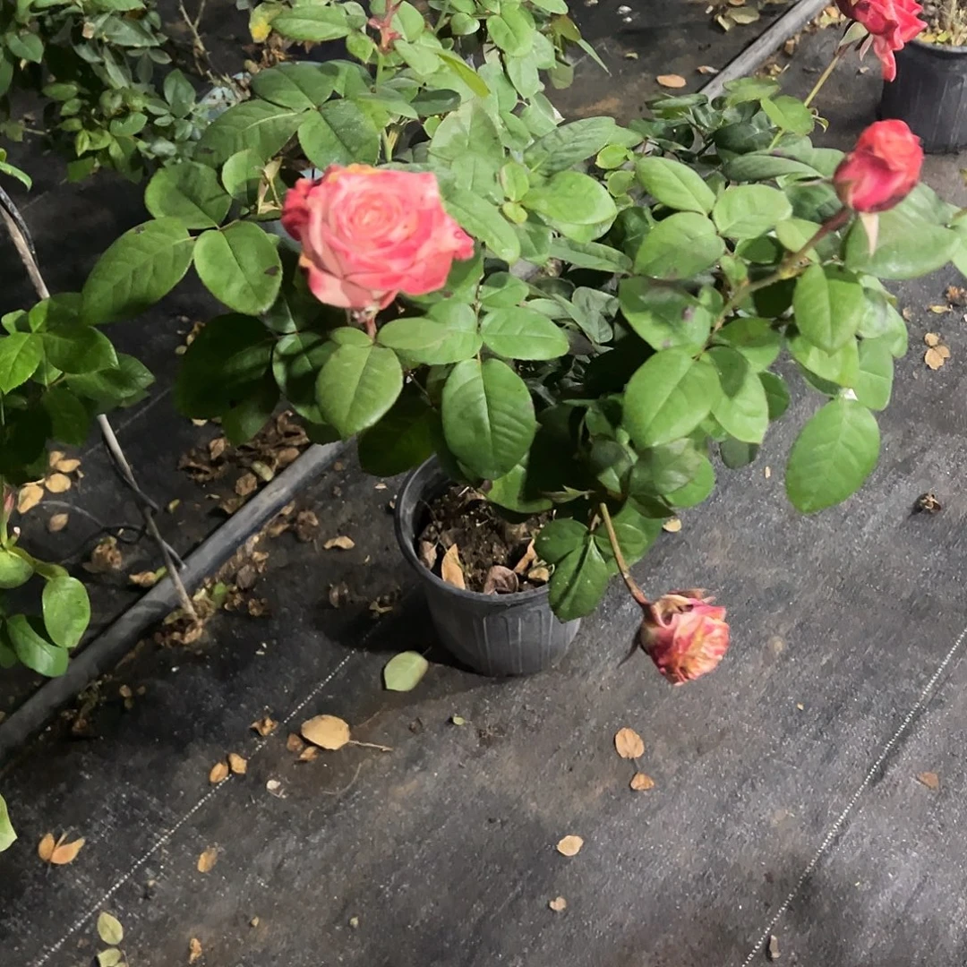 无花朵一物一拍255号