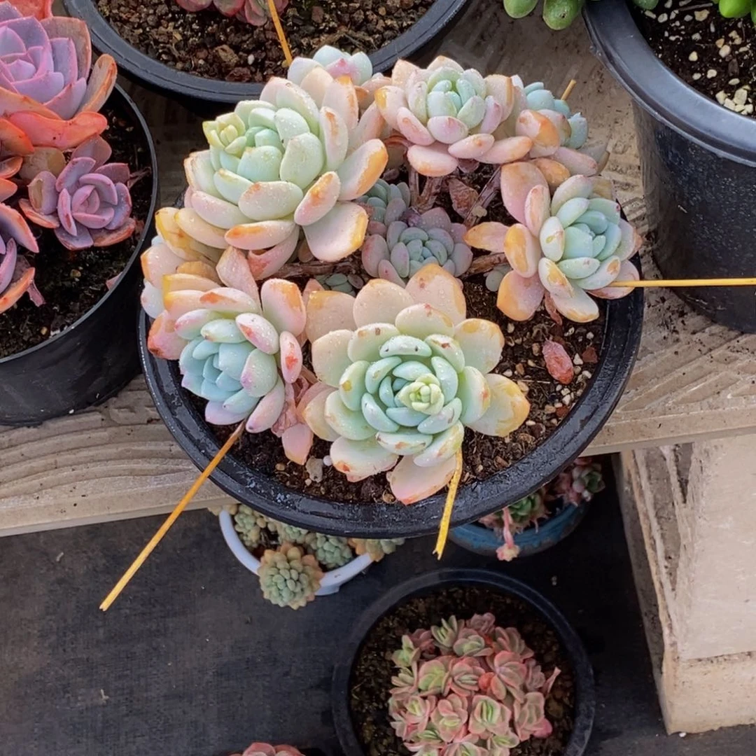 婧**汐48包邮一物一拍多肉