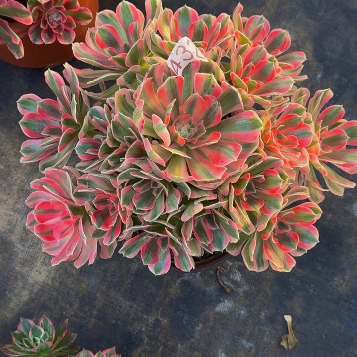 00000000000432女郎