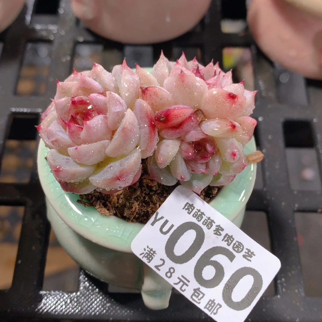 肉萌萌拇指盆精控多肉YU060