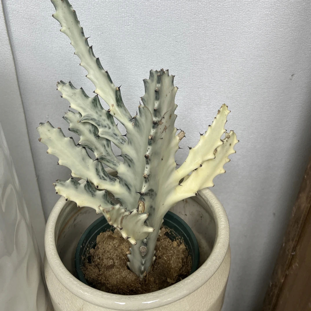 白龙骨白锦大戟科多肉植物群生老桩沙生量天尺仙人掌北欧