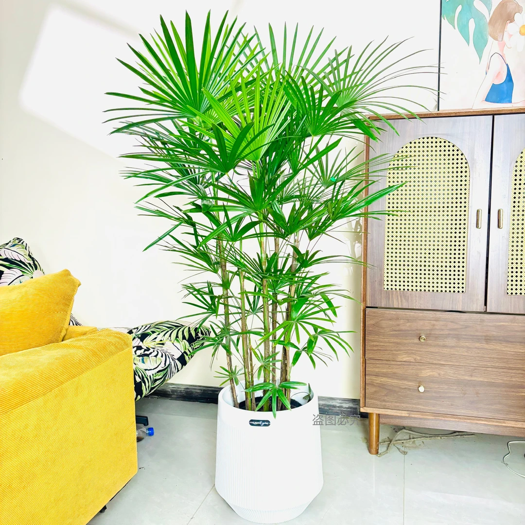 FF金山棕竹室内外盆栽可水培土培净化空气四季常青好养活14