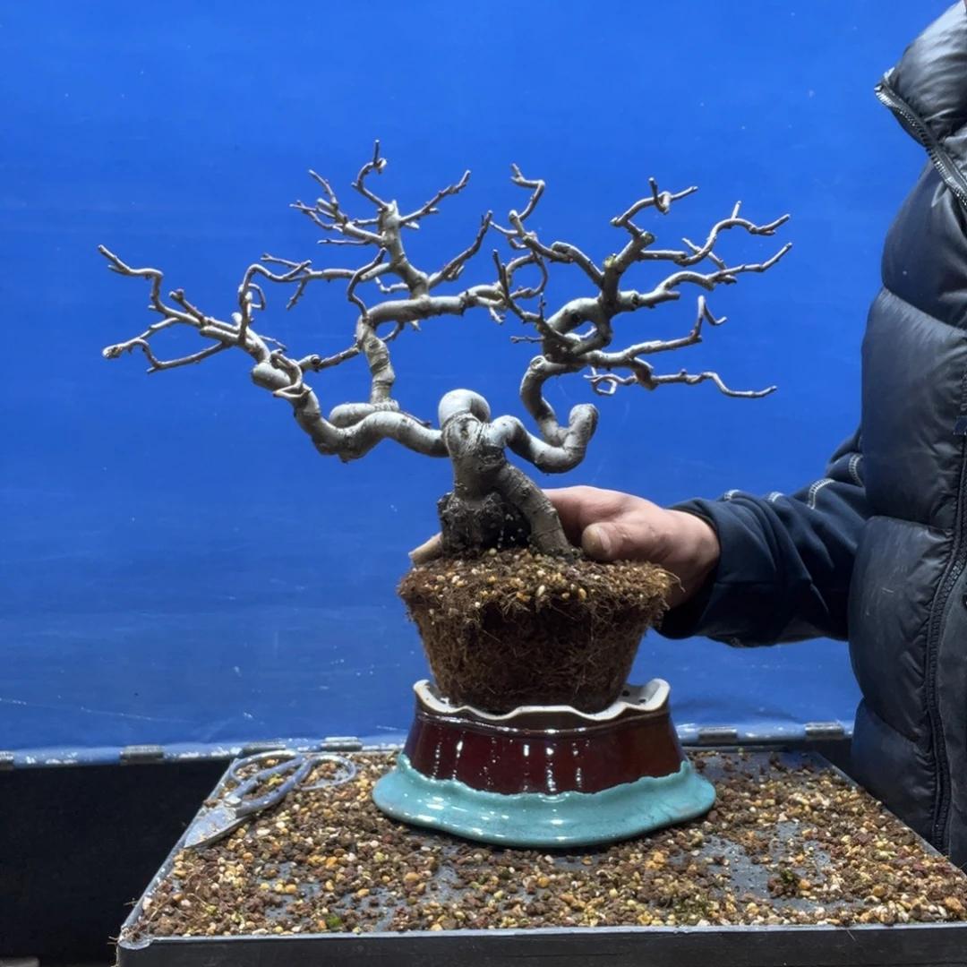 无花朵88888888888