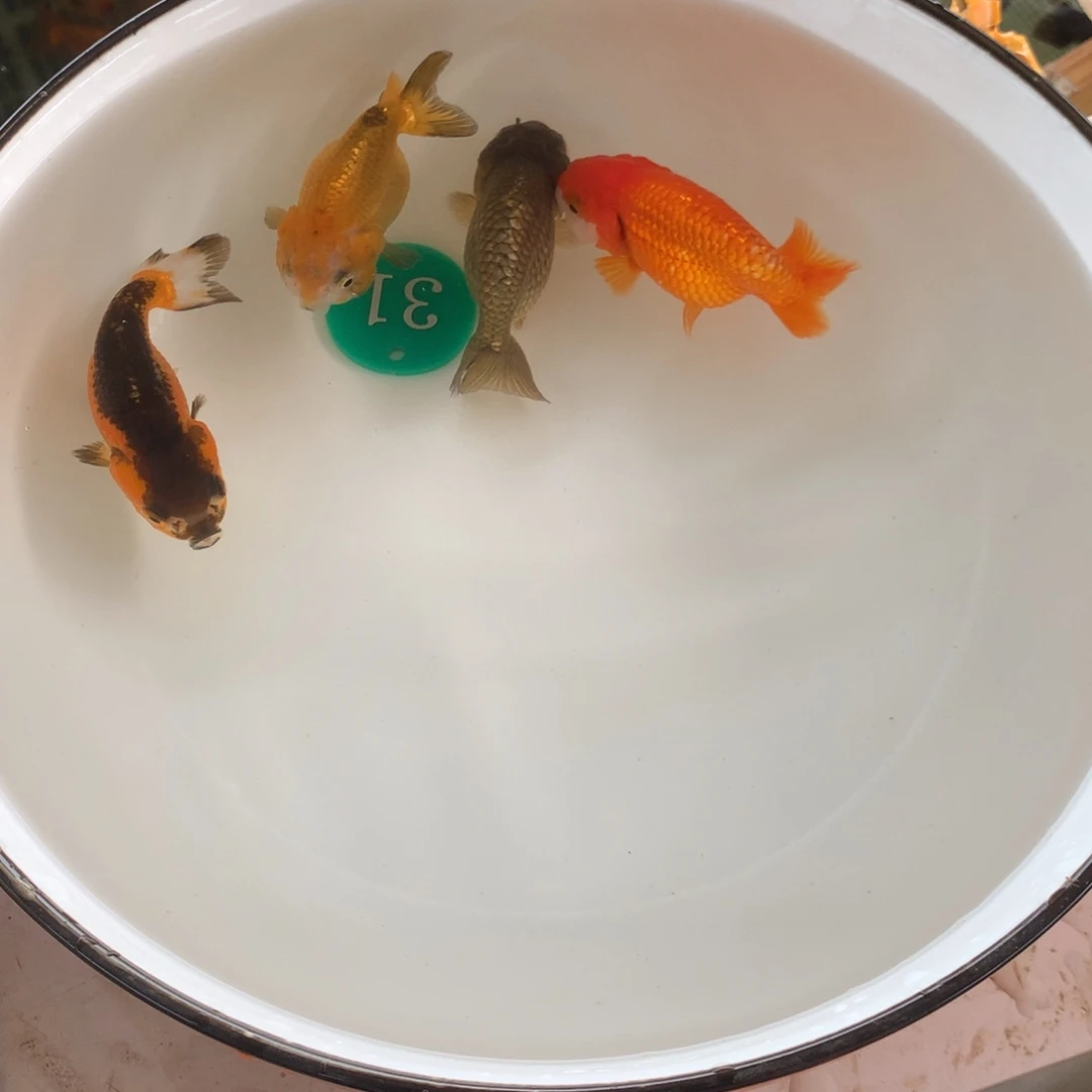 金鱼@**李111111111111111111