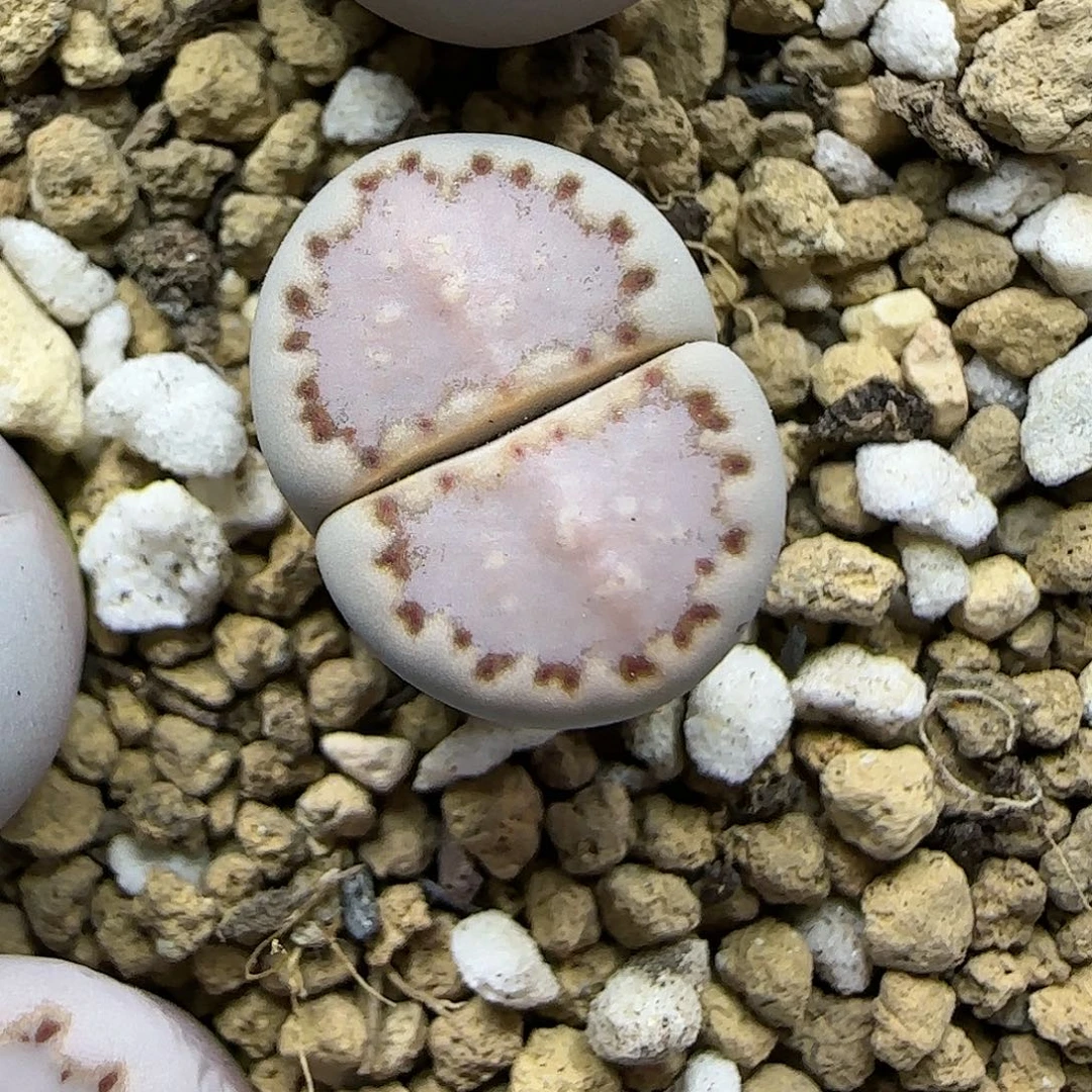 11.15.1621.015饼干.9043