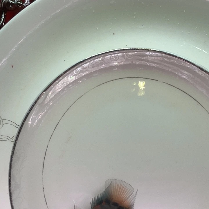 鹦鹉鱼迷你鱼迷你