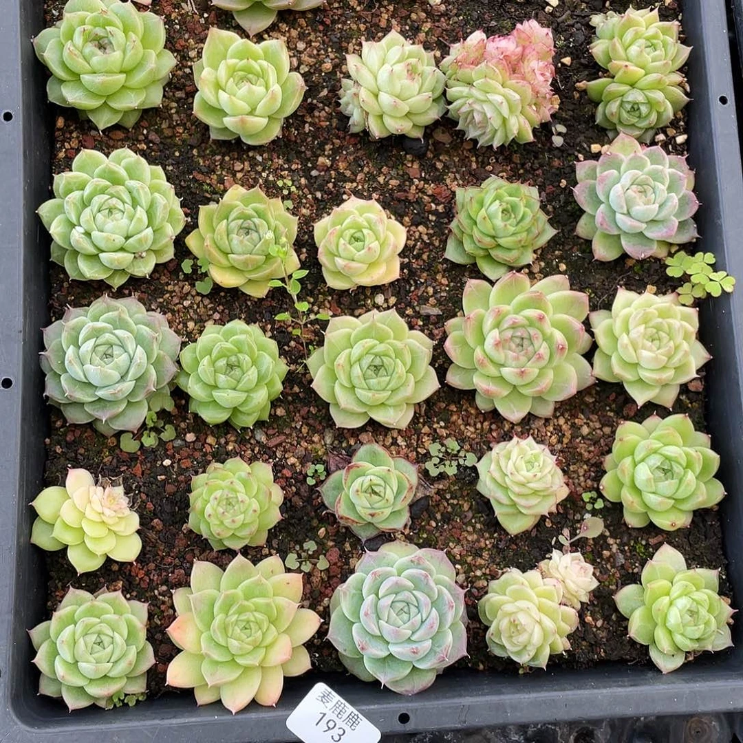 安***素193。 切盒发货。