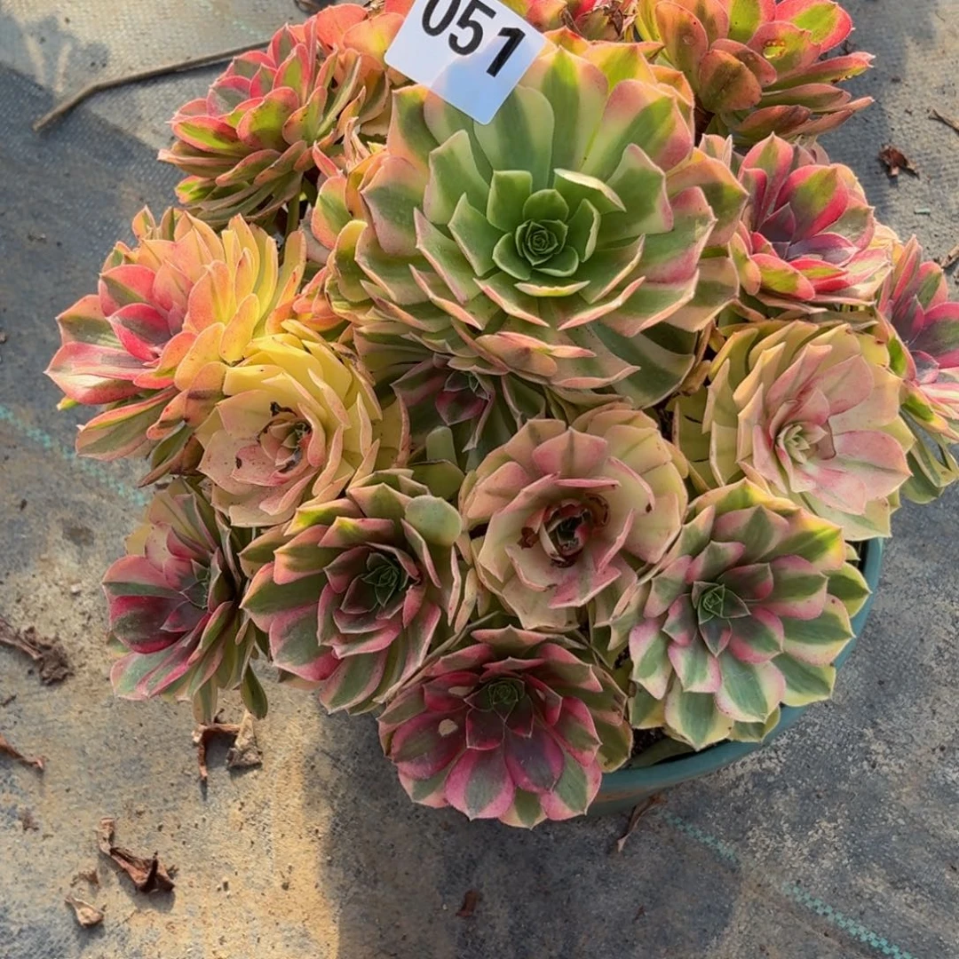 051大雨河多肉植物福利