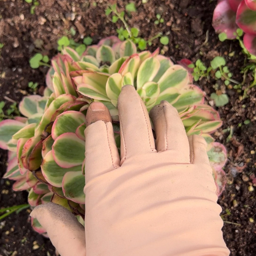 168半糖荔枝多肉洗澡了