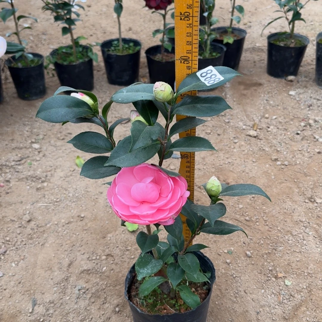 少量花朵（建议范围：2朵-5朵 或40%以下）888红乔也叫粉乔伊