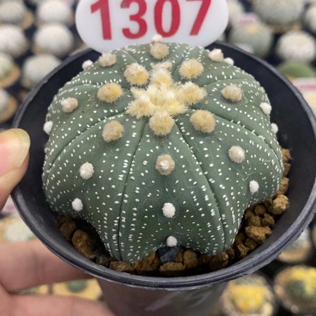 1307大绒细雪海星兜