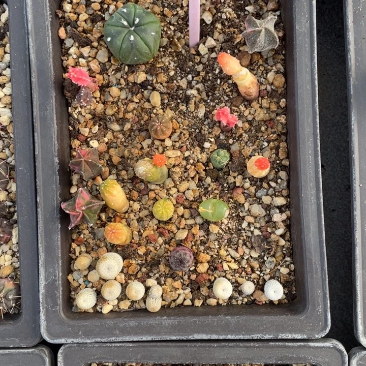 k***仙人球一盒289600000