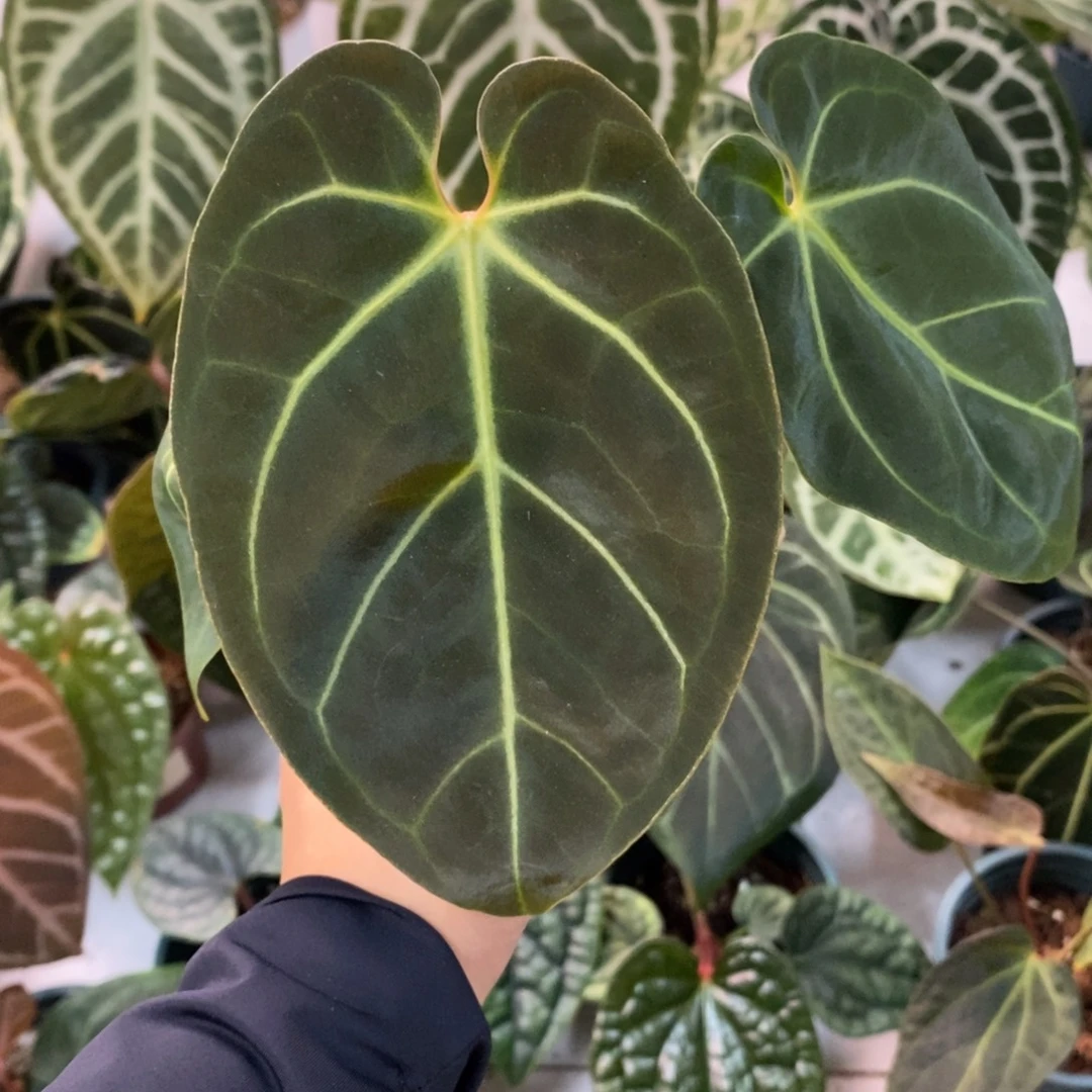 不开花植物贝斯杂（2颗包邮无售后）