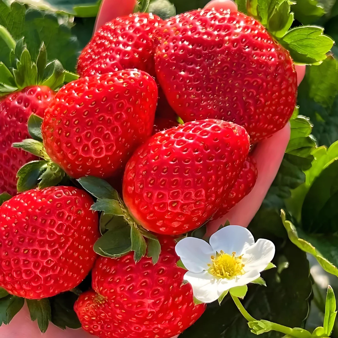 （京东空运）山东潍坊香野奶莓果香浓郁清甜可口