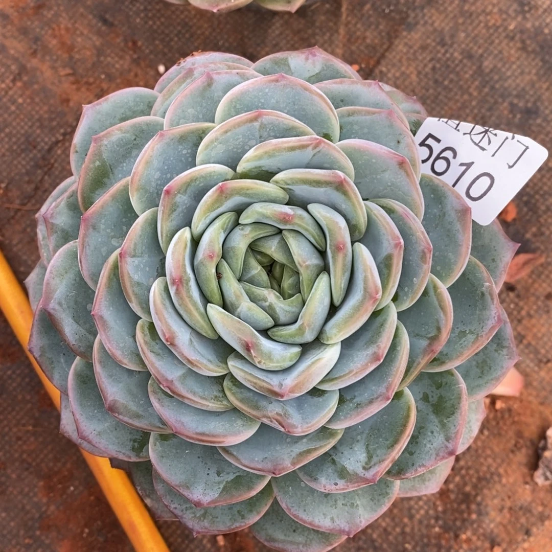 楼***臭杂交精品多肉5610~12厘米