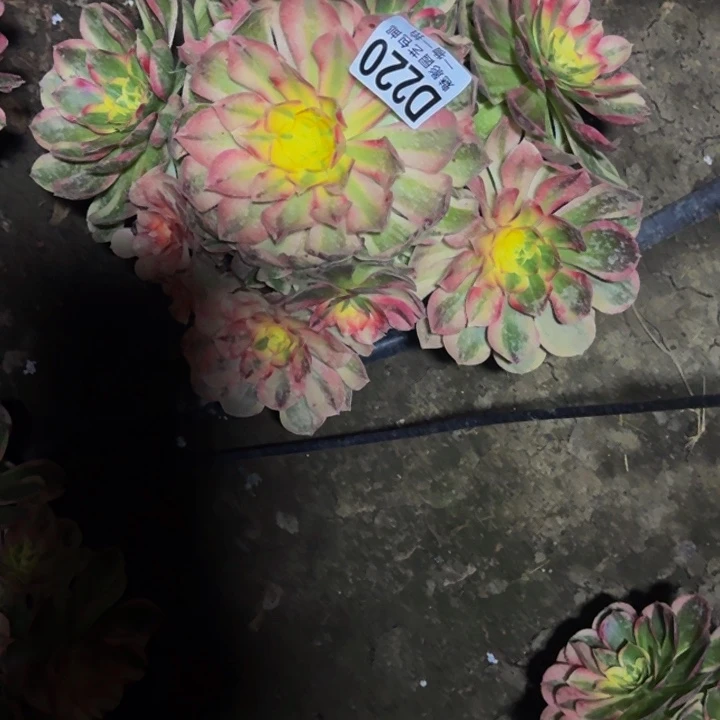 玉芙蓉花30-35包邮花花
