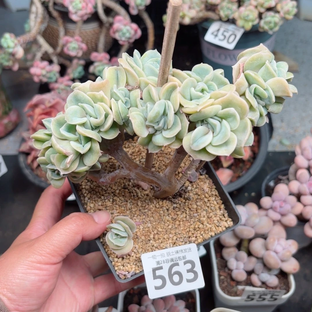 可爱玫瑰缀无盆土发货