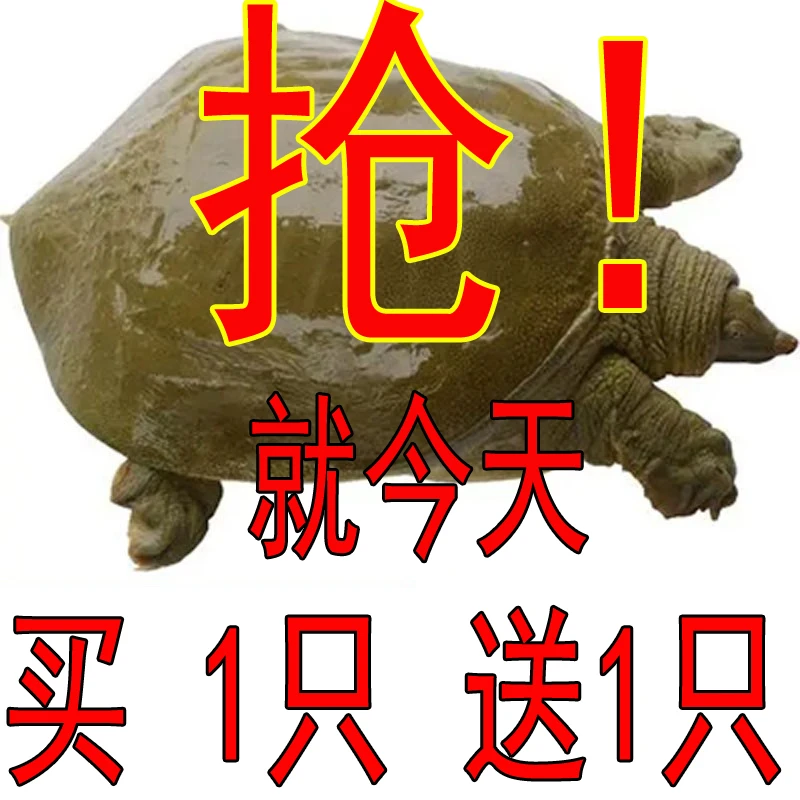 抢【买1只 送1只 】发2只 鲜活甲鱼活体 生态放养土鳖 包活到家
