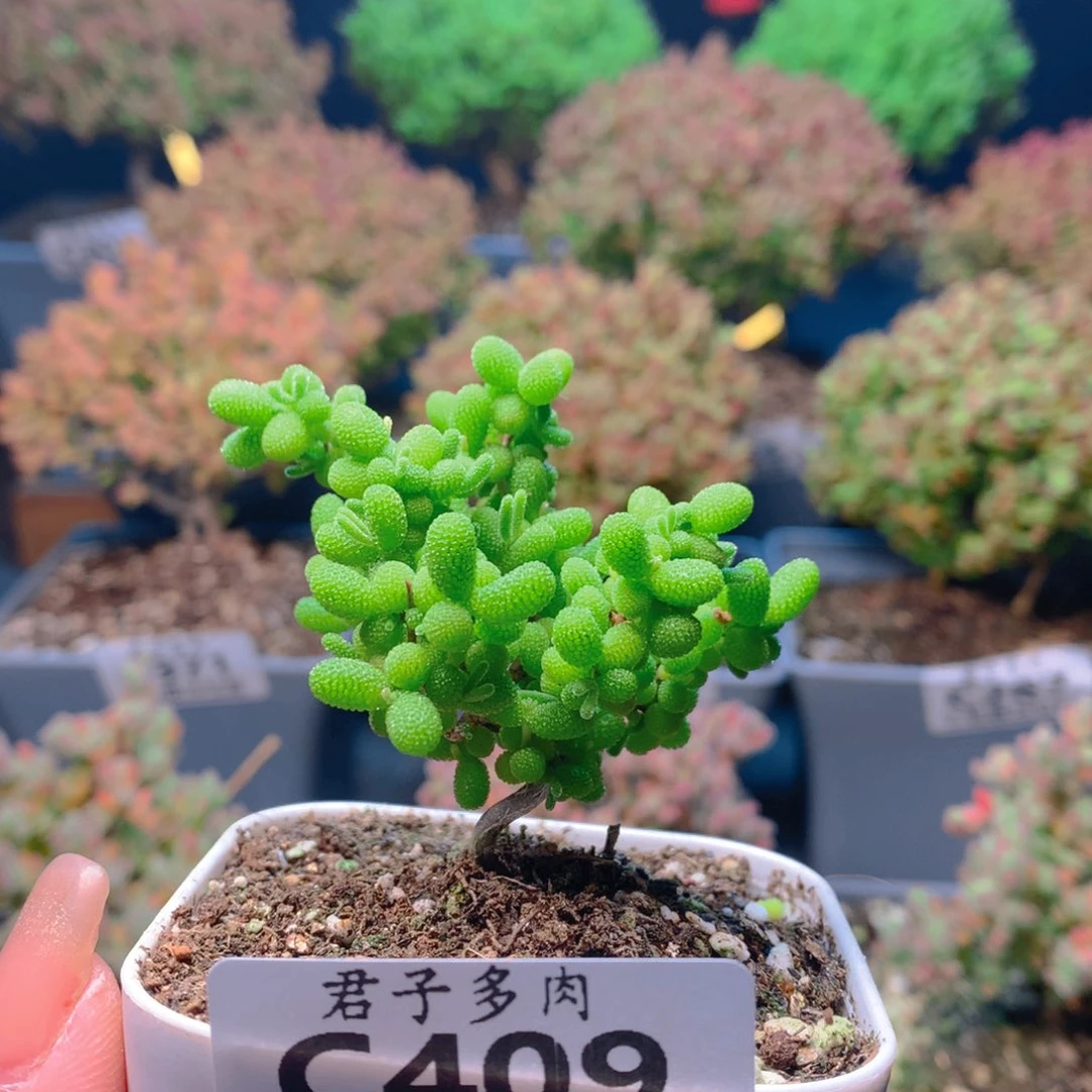 c409蜜橘糖球枝干番杏