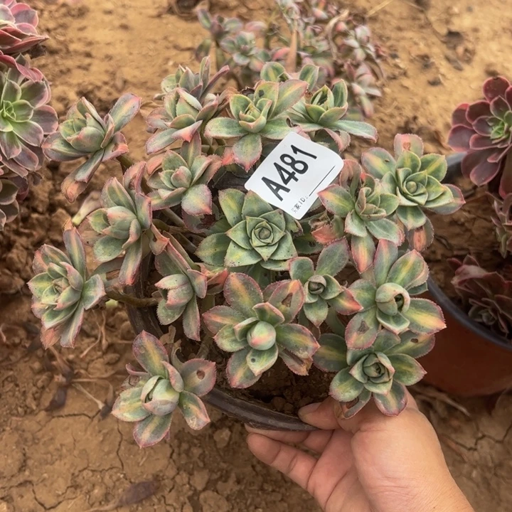 星辰微瑕多肉植物481.