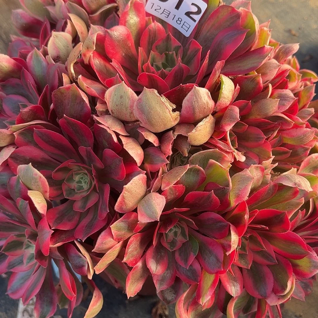 12.18-12女妖多肉植物