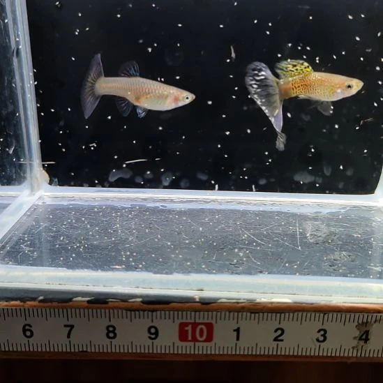 孔雀鱼精品蛇纹烟火一对