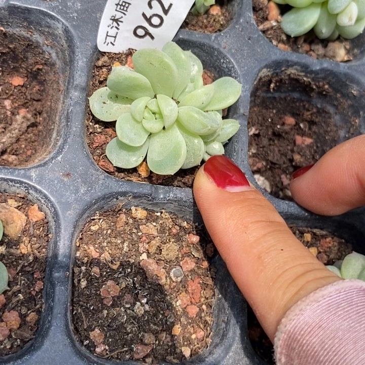 标签962遥遥领先20号盘一颗多肉