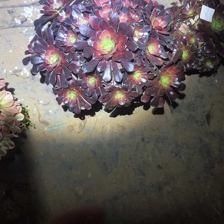 多肉法师植物链接23