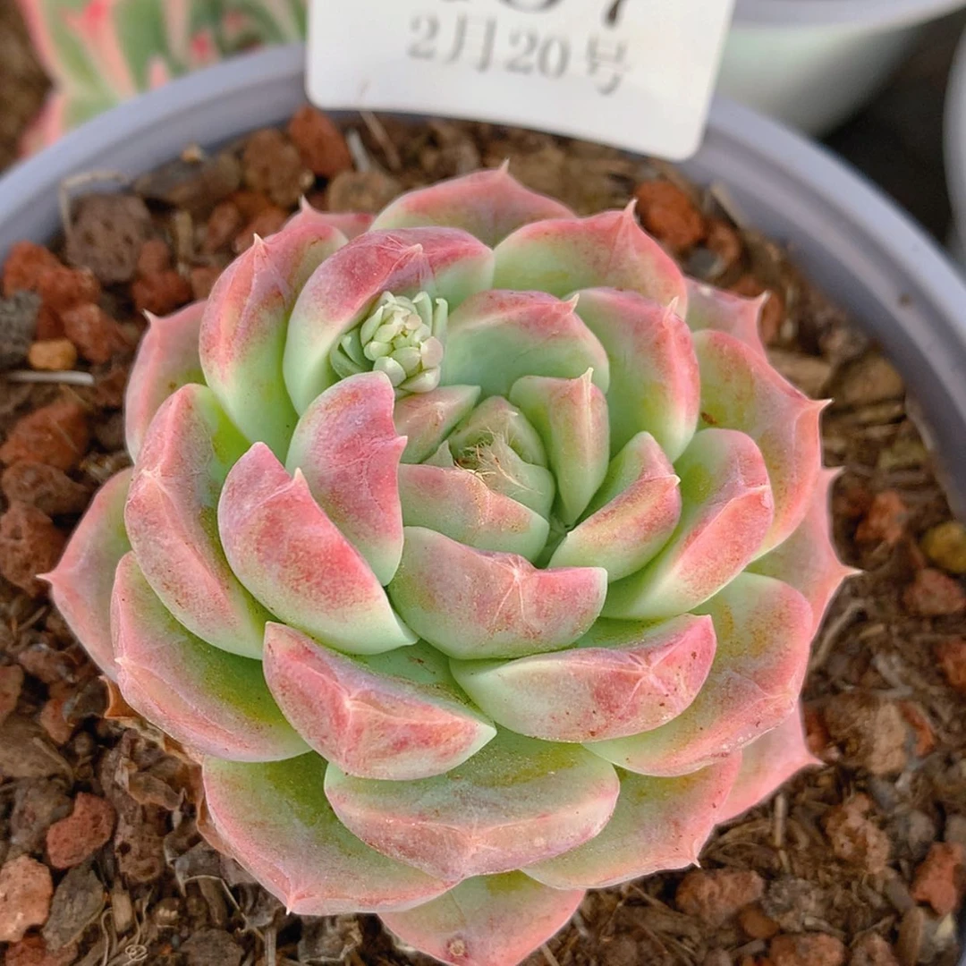 【闪购商品】云407