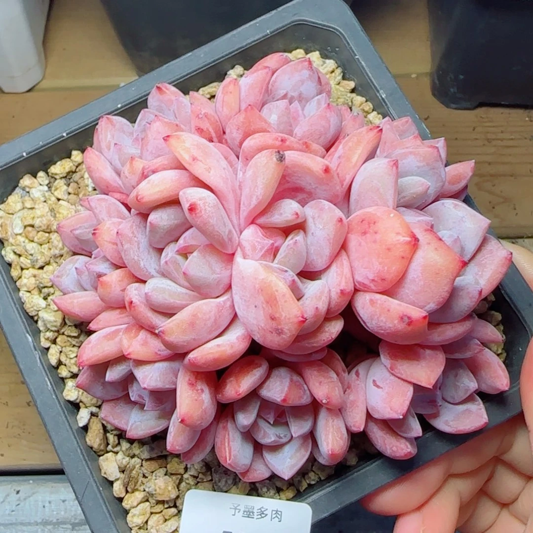 10头星影，5959多肉植物