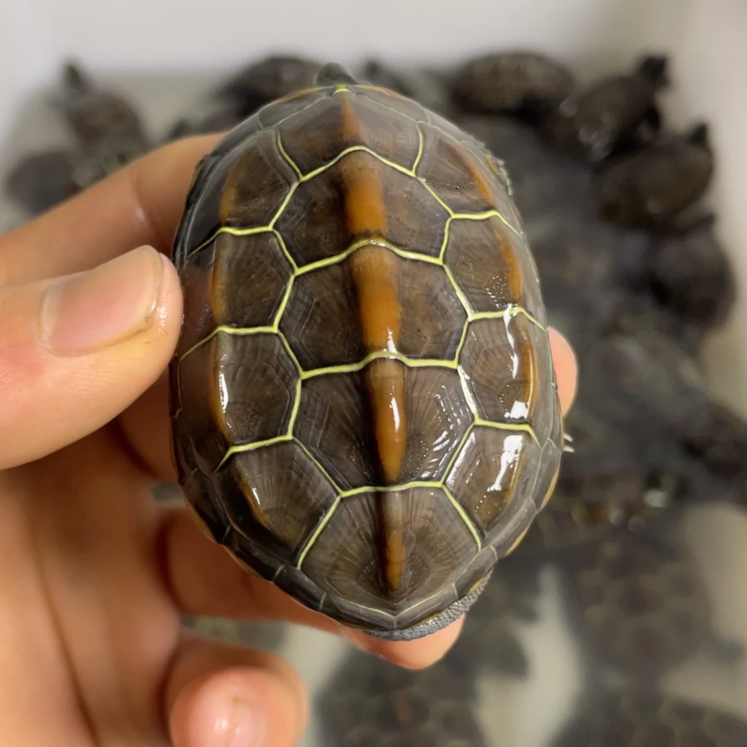 苏北金线冷水草龟