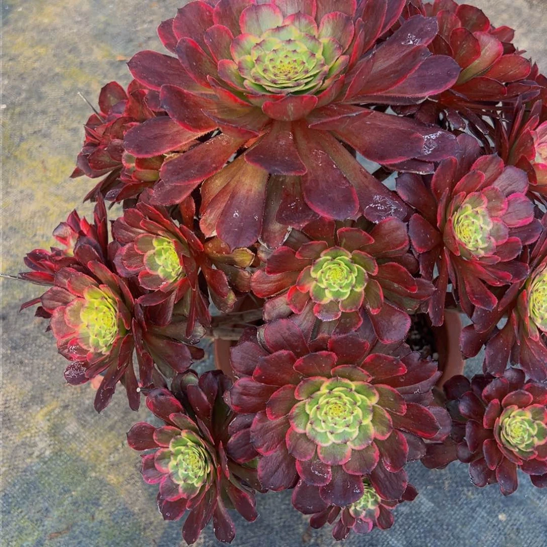 常鹅多肉植物066