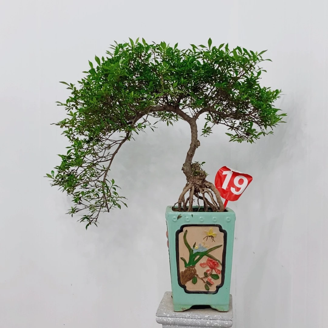 完全开放栀子花，四季兰叶的带着小小的花苞