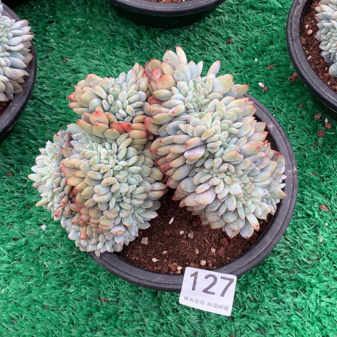 127橙子缀多肉植物