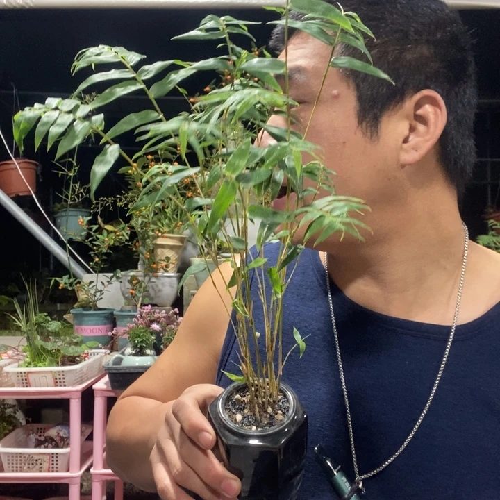 以实际为准盆景绿植盆栽71