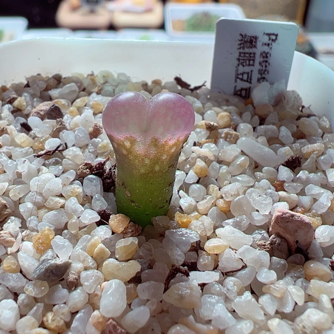 1210-337多肉多日黑眼豆豆