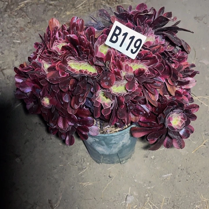 美杜莎13-外包邮法师