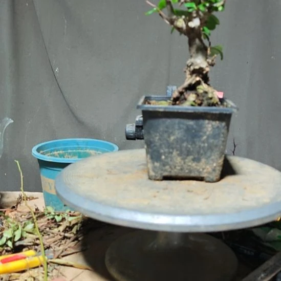 木***荣无花朵漂亮好看好看好看好看