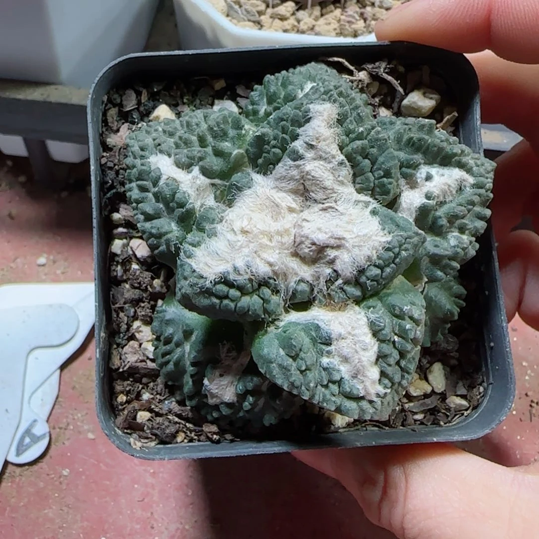 又**了自根怒涛牡丹多肉