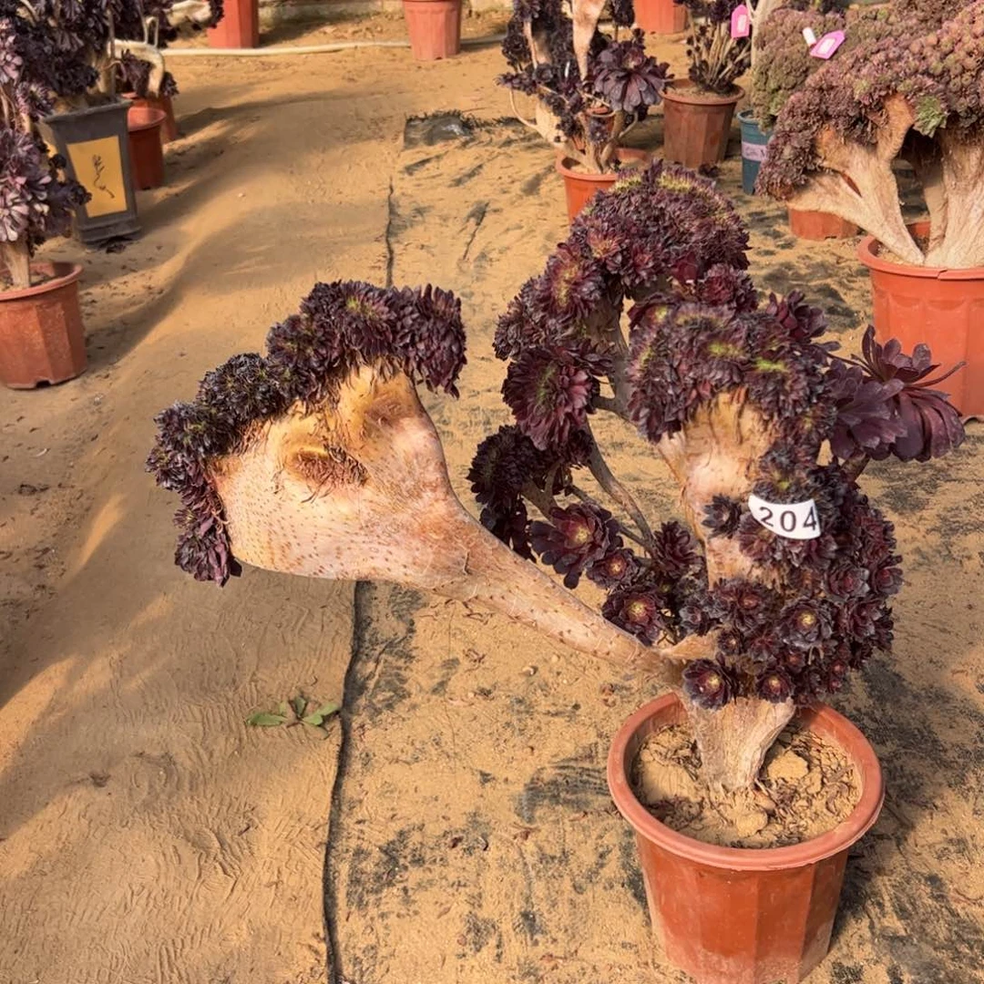 铜壶朵缀有伤204