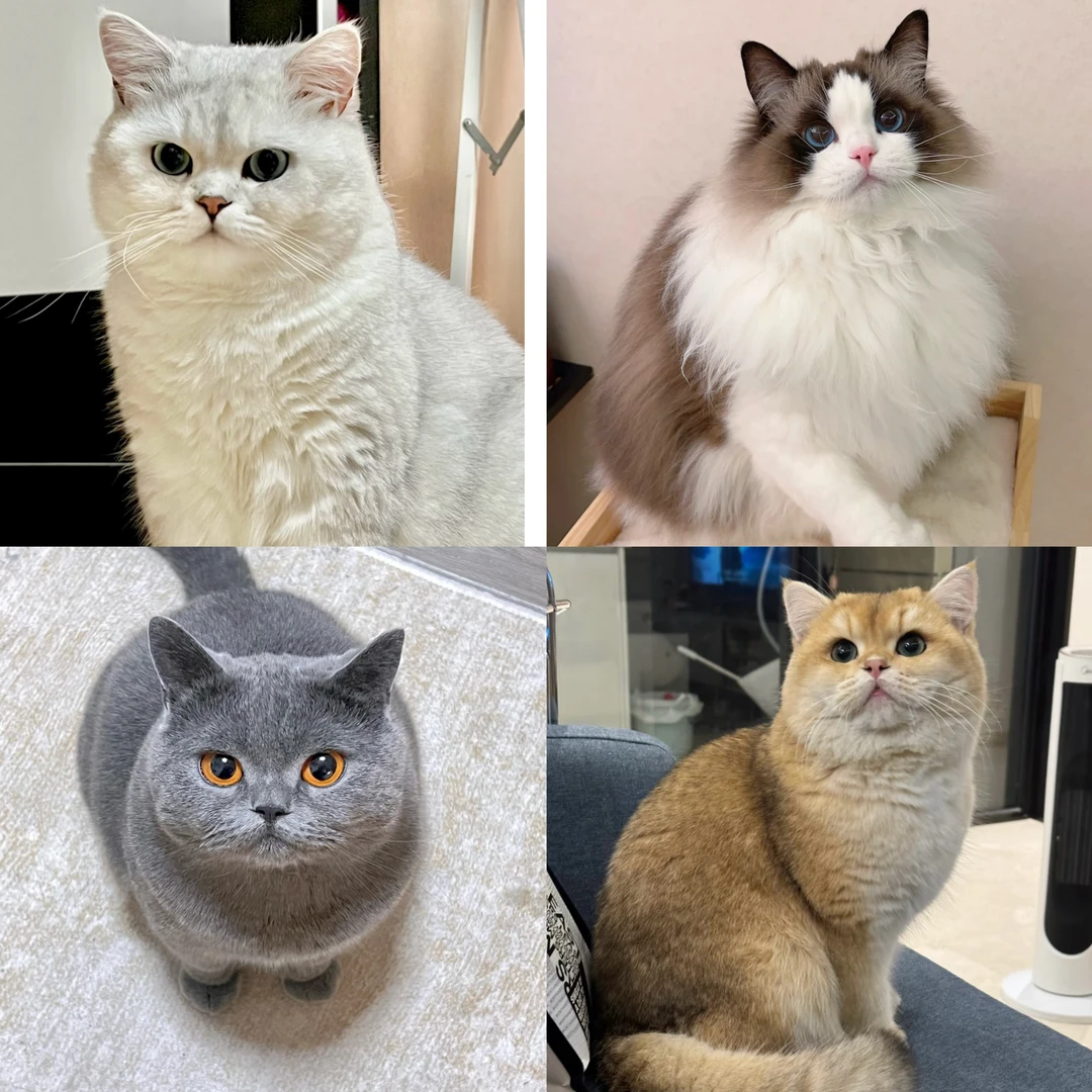 【吉首财信嘉仁宠物店】成年宠物猫串串猫专属链接，一物一拍
