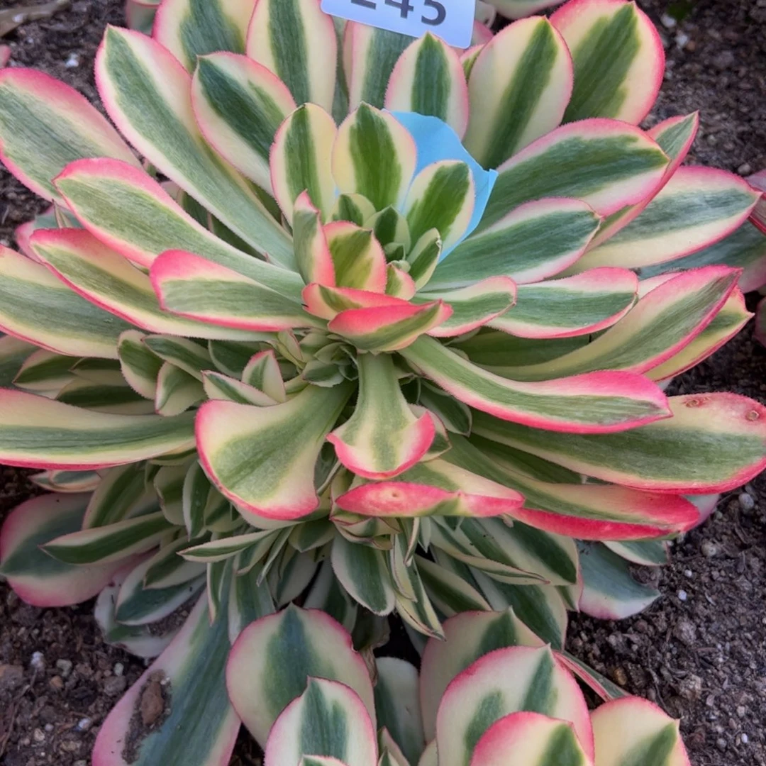 245粉女巫多肉植物