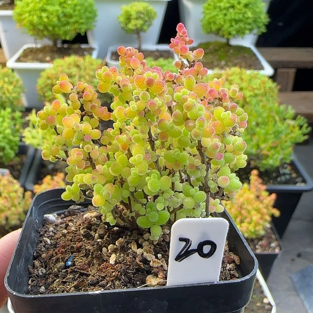 蜜橘糖球一物一拍