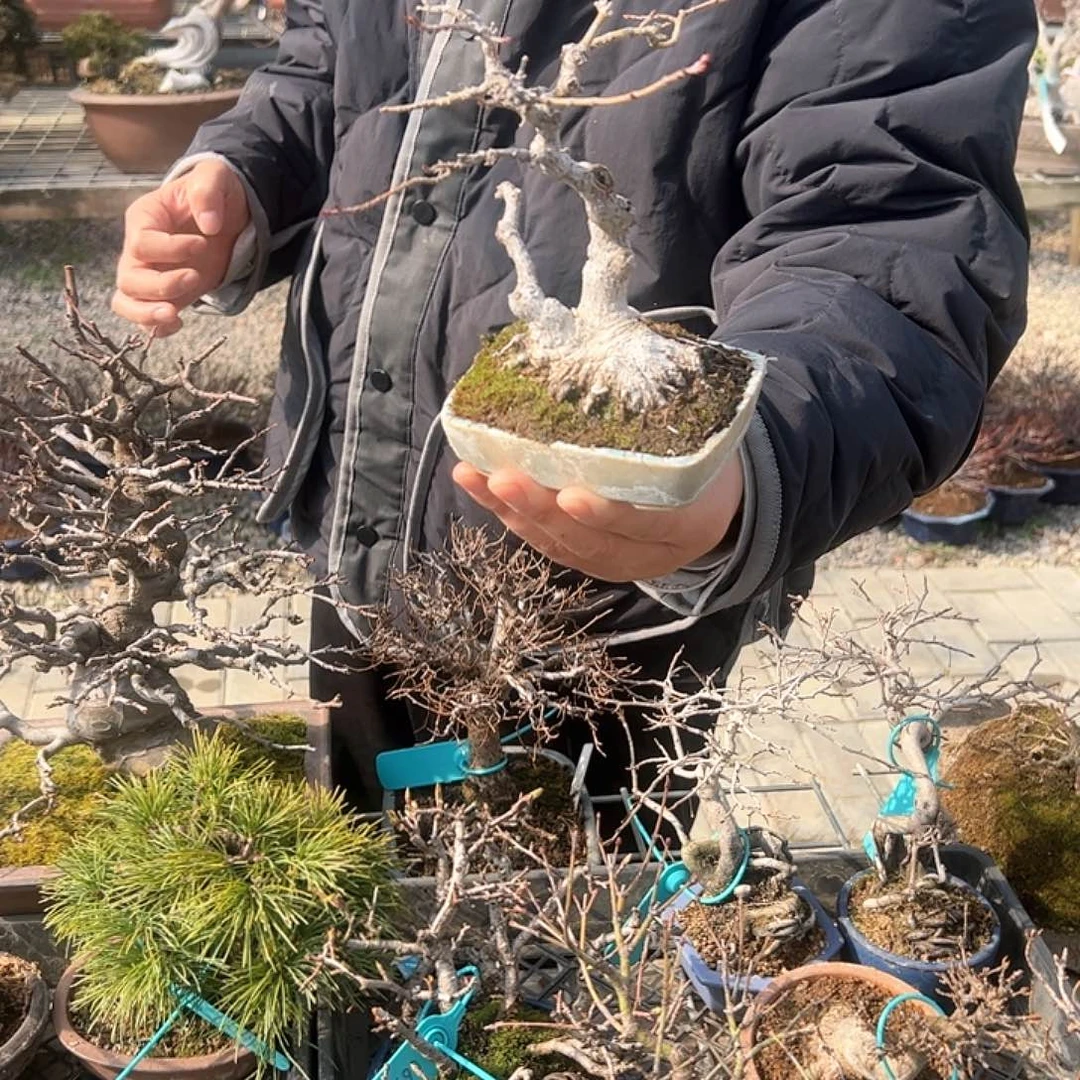 无铅玻璃神***秀8顺丰到付。