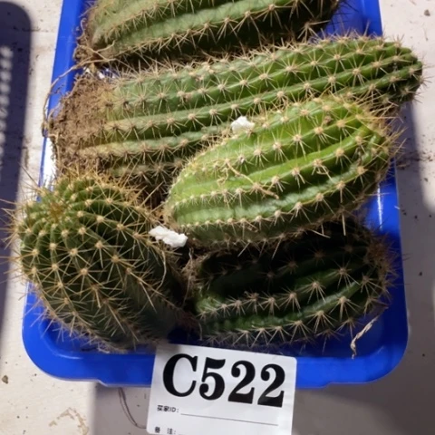 瑕疵的毛花柱c 522