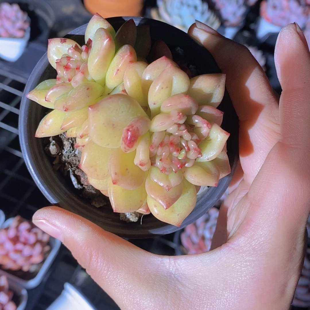 0131/苹果花一颗量拍