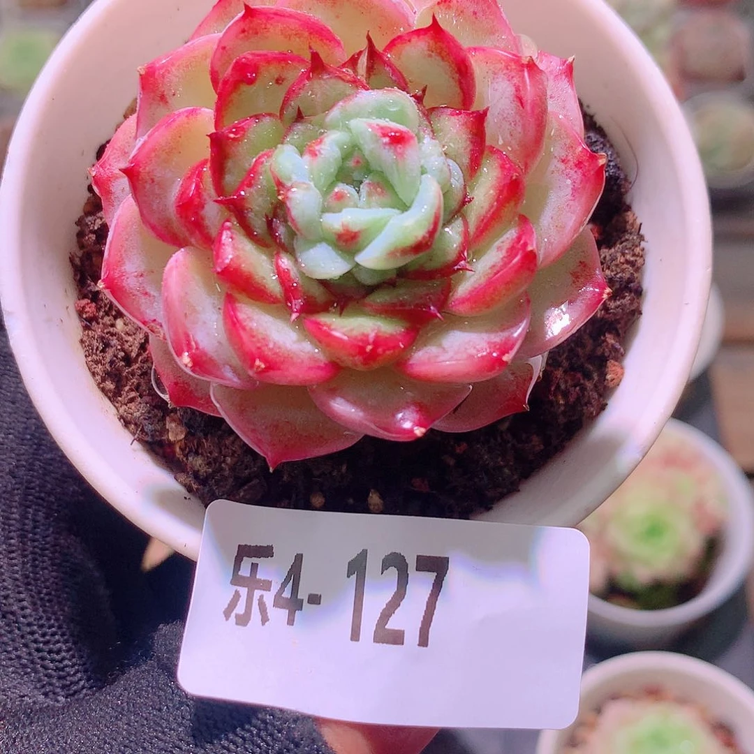 乐然4-127 天鹅绒