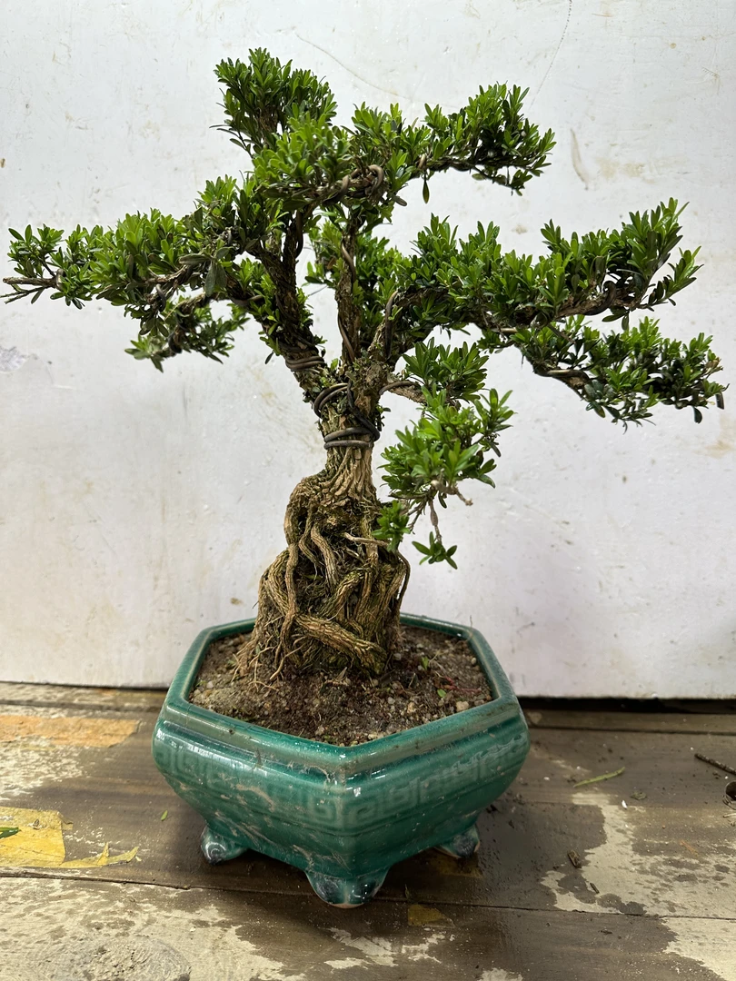 叶冒泡盆景基地主要经营黄杨福建茶胡椒木雀梅红花紫薇榆树等老桩